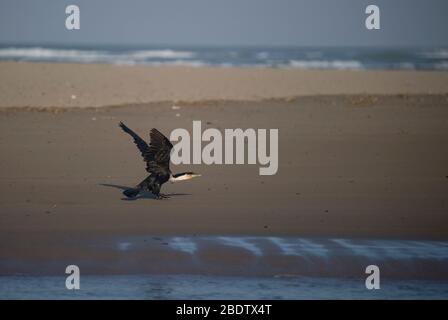 Oriental Darter, Anhinga melanogaster, am Strand, Port St Johns, Wild Coast, Eastern Cape, Transkei, Südafrika Stockfoto