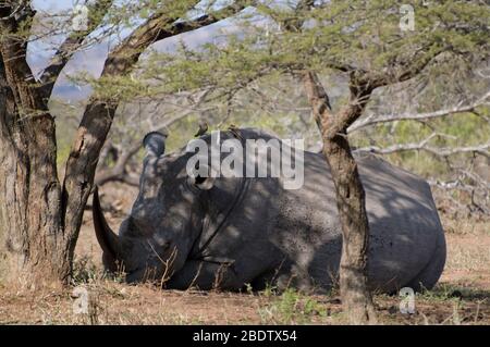 Weißnashorn, Ceratotherium simum, unter Baum ruhend, Hluhluwe-Imfolozi Park, KwaZulu-Natal, Südafrika, Afrika Stockfoto