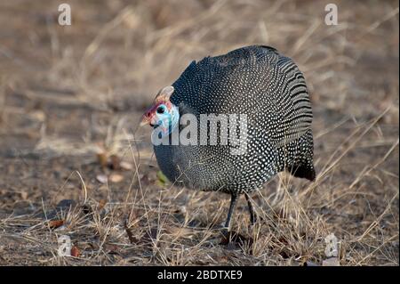 Behelmte Guineafowl, Numida meleagris, am Boden, Kruger-Nationalpark, Provinz Mpumalanga, Südafrika, Afrika Stockfoto