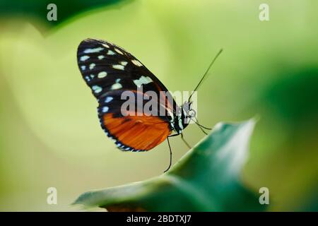 Ismenius-Tiger oder Tiger heliconian (Heliconius ismenius), Schmetterling auf einem Blatt sitzend, Deutschland Stockfoto