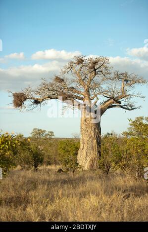 Baobob Tree, Adansonia digitata, mit Nestern von Redbilled Buffalo Weavers, Bubalornis niger, Kruger National Park, Provinz Mpumalanga, Südafrika Stockfoto