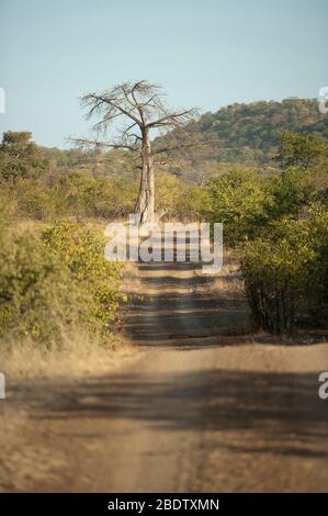 Baobob Tree, Adansonia digitata, am Ende der Straße, Kruger National Park, Transvaal, Südafrika Stockfoto