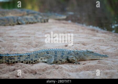 Nilkrokodil, Crocodylus niloticus, am Sandufer am Fluss, Kruger-Nationalpark, Provinz Mpumalanga, Südafrika, Afrika Stockfoto