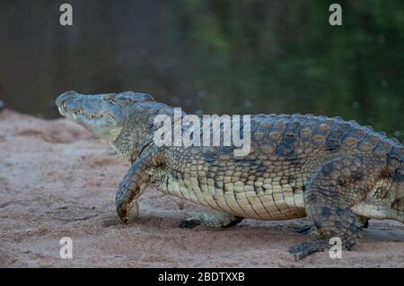 Nilkrokodil, Crocodylus niloticus, Wandern auf Sandbank am Fluss, Kruger National Park, Provinz Mpumalanga, Südafrika, Afrika Stockfoto