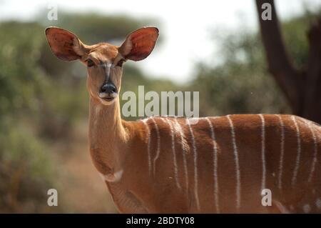 Weibliche Nyala, Tragelaphus angasii, Kruger Nationalpark, Provinz Mpumalanga, Südafrika, Afrika Stockfoto