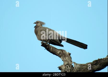 Gray Lourie, Crinifer concolor, ruft auf Zweig, Kruger Nationalpark, Mpumalanga Provinz, Südafrika, Afrika Stockfoto