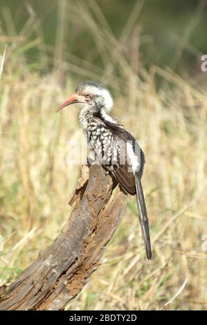 Redbilled Hornbill, Tockus erythrorhynchus, auf Stumpf, Kruger-Nationalpark, Provinz Mpumalanga, Südafrika, Afrika Stockfoto