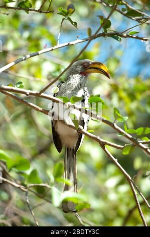 Yellowbilled Hornbill, Tockus flavirostris, an einem Ast, Kruger National Park, Provinz Mpumalanga, Südafrika, Afrika Stockfoto