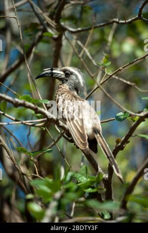 Grauer Hornbill, Tockus nasutus, im Baum, Krüger-Nationalpark, Provinz Mpumalanga, Südafrika, Afrika Stockfoto