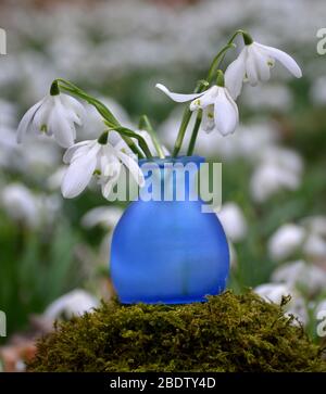 Schneeglöckchen in einer Vase inmitten einer Baumgruppe blühender Schneeglöckchen im Freien. Stockfoto