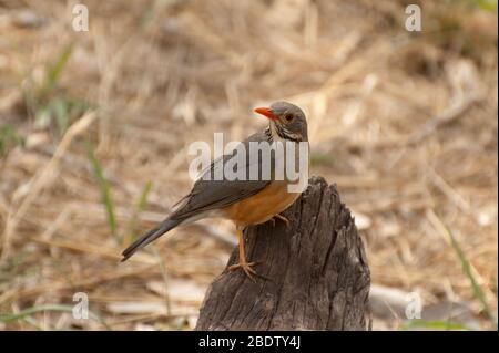 Kurrichane Thrush, Turdus libonyana, auf Stumpf, Kruger-Nationalpark, Provinz Mpumalanga, Südafrika, Afrika Stockfoto