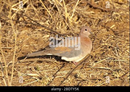 Laughing Dove, Streptopelia senegalensis, am Boden, Kruger-Nationalpark, Provinz Mpumalanga, Südafrika, Afrika Stockfoto