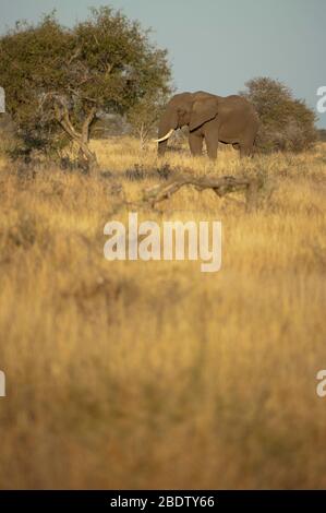 Afrikanischer Buschelefant, Loxodonta africana, in Graslandschaft, Kruger-Nationalpark, Provinz Mpumalanga, Südafrika, Afrika Stockfoto