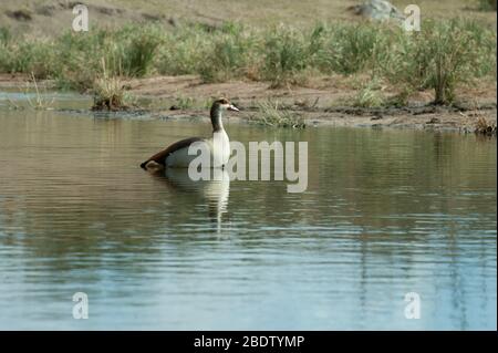 Ägyptische Gans, Alopochen aegyptiacus, auf dem Wasser, Kruger Nationalpark, Provinz Mpumalanga, Südafrika, Afrika Stockfoto