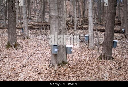 Metall Eimer hängen von den Hähnen auf Ahorn in der Indiana Bendix Holz, das Sammeln von sap für Ahornsirup Stockfoto
