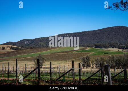 Ländliche Land Weingut Weinberg Ackerland mit Reihen von Trauben auf Spalieren, Kühe, Hügel mit Bäumen bedeckt, blauer Himmel Stockfoto