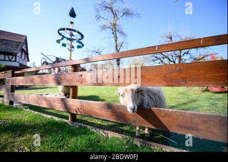 Cleebronn, Deutschland. April 2020. Ein Schaf schaut durch einen Zaun in den Freizeitpark Tripsdrill. Während der osterferien ist der Park eigentlich sehr gut besucht. Um die Ausbreitung des Coronavirus zu verlangsamen, sind auch Vergnügungsparks geschlossen. Quelle: Sebastian Gollnow/dpa/Alamy Live News Stockfoto