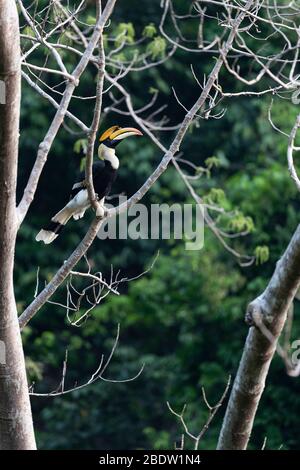 Erwachsener Hornvogel (Buceros bicornis) Stockfoto