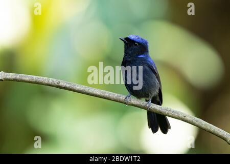 Männchen großer Niltava (Niltava grandis) in Yunnan, China Stockfoto