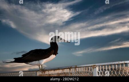 Weibliche braune Bube (Sula leucogaster) hechts eine Fahrt auf einem Boot im offenen Ozean bei Sonnenuntergang, Mexiko, Ostpazifik, Farbe Stockfoto