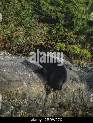 Die unglaublichste Küste für die Betrachtung von Schwarzbären in der Nähe Tofino in Kanada. Bären auf der Suche nach Nahrung bei Ebbe. Stockfoto