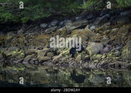 Die unglaublichste Küste für die Betrachtung von Schwarzbären in der Nähe Tofino in Kanada. Bären auf der Suche nach Nahrung bei Ebbe. Stockfoto