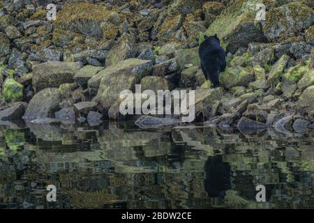 Die unglaublichste Küste für die Betrachtung von Schwarzbären in der Nähe Tofino in Kanada. Bären auf der Suche nach Nahrung bei Ebbe. Stockfoto