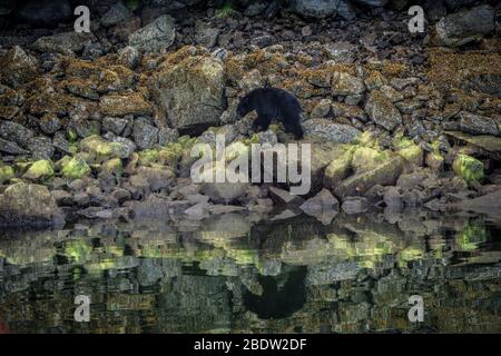 Die unglaublichste Küste für die Betrachtung von Schwarzbären in der Nähe Tofino in Kanada. Bären auf der Suche nach Nahrung bei Ebbe. Stockfoto