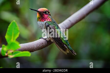 Männlicher Anna's Kolibri sitzt auf einem Zweig und zeigt Gorget Stockfoto