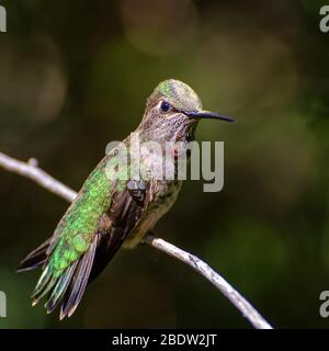 Weiblicher Anna's Kolibri sitzt auf einem Zweig und zeigt einen kleinen Gorget Stockfoto