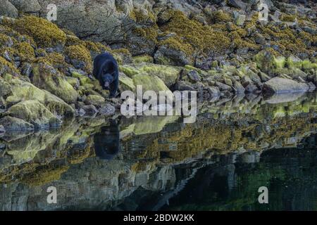 Die unglaublichste Küste für die Betrachtung von Schwarzbären in der Nähe Tofino in Kanada. Bären auf der Suche nach Nahrung bei Ebbe. Stockfoto