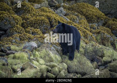 Die unglaublichste Küste für die Betrachtung von Schwarzbären in der Nähe Tofino in Kanada. Bären auf der Suche nach Nahrung bei Ebbe. Stockfoto