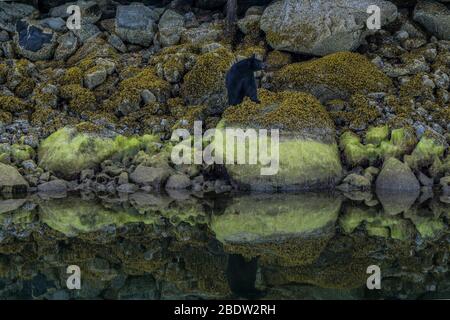 Die unglaublichste Küste für die Betrachtung von Schwarzbären in der Nähe Tofino in Kanada. Bären auf der Suche nach Nahrung bei Ebbe. Stockfoto