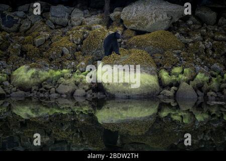 Die unglaublichste Küste für die Betrachtung von Schwarzbären in der Nähe Tofino in Kanada. Bären auf der Suche nach Nahrung bei Ebbe. Stockfoto