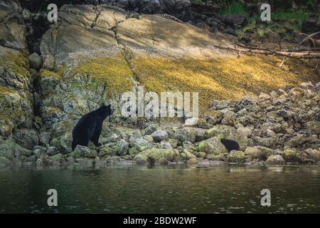 Die unglaublichste Küste für die Betrachtung von Schwarzbären in der Nähe Tofino in Kanada. Bären auf der Suche nach Nahrung bei Ebbe. Stockfoto