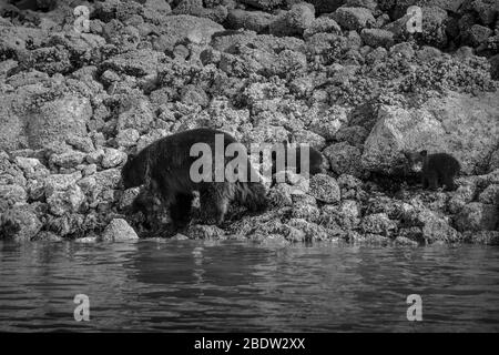 Die unglaublichste Küste für die Betrachtung von Schwarzbären in der Nähe Tofino in Kanada. Bären auf der Suche nach Nahrung bei Ebbe. Stockfoto