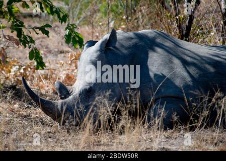 White Rhinoceros, Ceratotherium simum, im Schatten liegend, Kruger National Park, Provinz Mpumalanga, Südafrika, Afrika Stockfoto