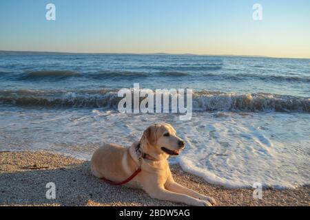 Nahaufnahme Porträt des schönen jungen Labrador Retriever Hund am Strand am Meer liegen Stockfoto