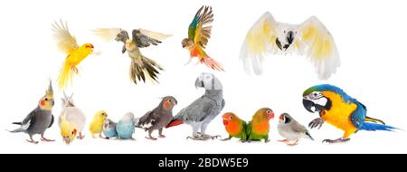gemeinsamen Haustier Sittich, afrikanisches Grau-Papagei, Agaporniden, Zebrafinken und Cockatielin vor weißem Hintergrund Stockfoto