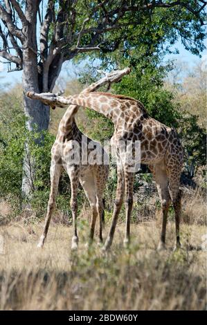 Giraffen, Giraffa camelopardalis, männliche Paarkämpfe, Kruger-Nationalpark, Provinz Mpumalanga, Südafrika, Afrika Stockfoto