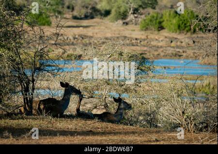 Großküdus, Tragelaphus strepsiceros, Weibchen, die im Schatten des Flusses umragt sind, Krüger National Park, Provinz Mpumalanga, Südafrika, Afrika Stockfoto