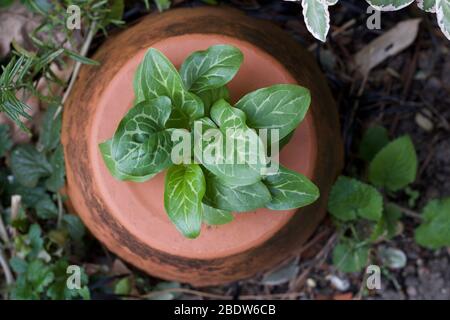 Umgedrehtes Terrakotta-Gefäß mit üppigem Laub, das durchwächst Stockfoto