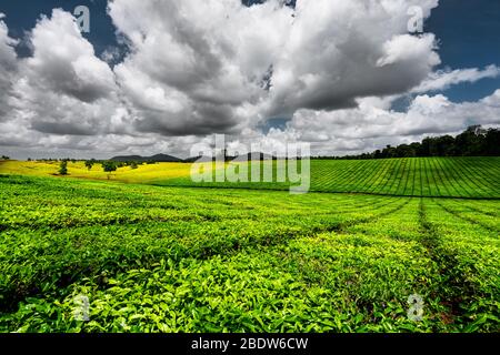 Teeplantage in der Nähe von Innisfail im tropischen Australien. Stockfoto