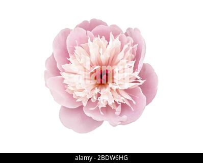 Japanisch, Anemone Art der Blüte. Rosa blühende Pfingstrose isoliert auf weißem Hintergrund Stockfoto