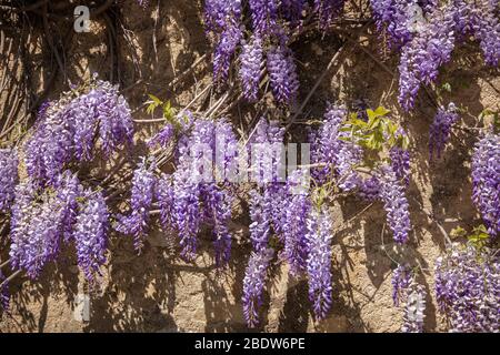 Lila Wisteria Rebe blüht in voller Blüte, die von Sonnenlicht gegen eine alte Steinmauer erleuchtet wird Stockfoto