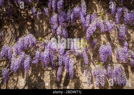 Lila Wisteria Rebe blüht in voller Blüte, die von Sonnenlicht gegen eine alte Steinmauer erleuchtet wird Stockfoto