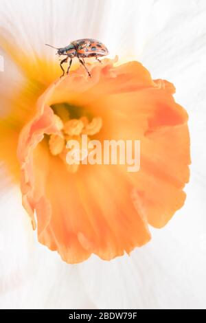 Marienkäfer auf Blume sitzend. Roter Marienkäfer auf gelber Blume. Geringe Schärfentiefe, Fokus auf Insekten. Gelbe Blume mit Marienkäfer. Stockfoto