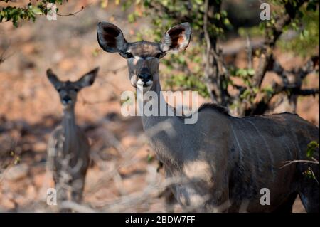 Greater Kudu, Tragelaphus strepsiceros, weiblich mit jung, Kruger Nationalpark, Provinz Mpumalanga, Südafrika, Afrika Stockfoto