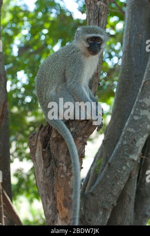 Vervet Monkey, Chlorocebus pygerythrus, im Baum, Kruger-Nationalpark, Provinz Mpumalanga, Südafrika, Afrika Stockfoto
