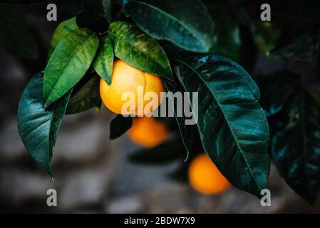 Mandarinen oder Orangen, Mandarinen, Clementinen, Zitrusfrüchte mit grünen Blättern, die an einem Baum hängen Stockfoto